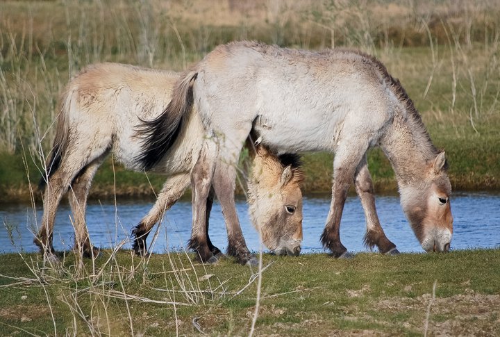 Koně Převalského v rezervaci Khomiin Tal. Foto (c) B. Munkhtuya